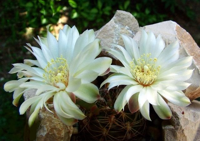 Gymnocalycium_ mesopotamicum _P124 'Spiral Bound' 10